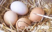 Hızlı refleksin sırrı: Yumurta