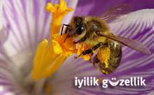 Arıların ürettiği doğal ilaç: PROPOLİS