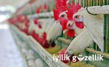 Fasd food tavuklarına aşırı antibiyotik