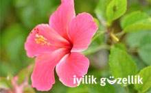 Şifalı etkileriyle Sudan bamya çiçeği