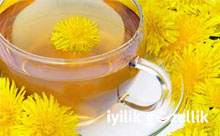 Karahindiba çayı kansere karşı