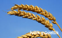 Buğdayın faydaları