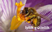 Bal yararlıdır, peki ya diğer arı ürünleri?