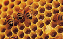  Binlerce arı neden telef oldu?