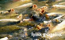 Sakarya Nehri'nde balıklar ölüyor
