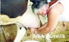 Türkiye süt inekçileri alarma geçmeli!