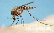 Sivrisinek ısırığını  sakın kaşımayın