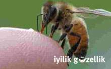 Arılar hayata tutunmaya çalışıyor