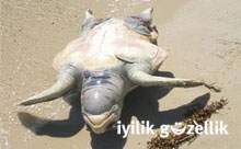 Denizkaplumbağaları için
