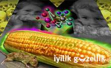 Monsanto tekel olmaya gidiyor