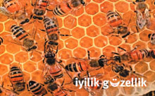 Arıların katili belli oldu: GDO