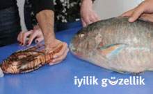 Akdeniz zehirli balık doldu