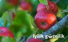 Sağlık için elma sirkesi